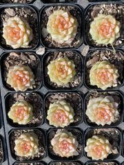 抜き苗 フロイト MY37×40株 ふっくら 多肉植物 エケベリア サボテン 韓国苗 新入荷