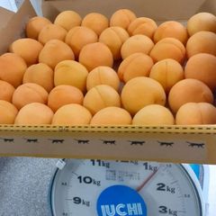 ⭐事前予約⭐加工用信州千曲市平和あんず、加工用1K6月中旬から収穫予定