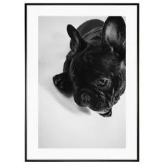 動物写真 犬 フレンチブルドッグ インテリア モノクロアートポスター額装 AS1820