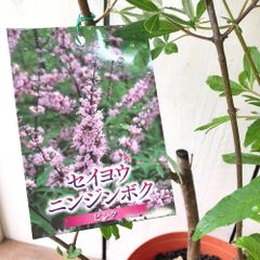 西洋ニンジンボク人参木ピンク花6号鉢