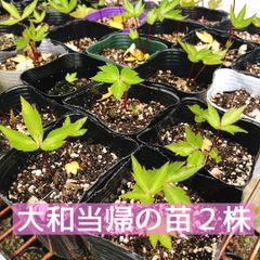 大和当帰の苗100株 楽天市場】(100ポット)ホッカイトウキ 10.5cmポット苗100ポットセット