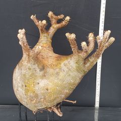J561【最新到着】Pachypodium　グラキリス（ML）（現地球・抜き苗）【塊根植物】パキポディウム　グラキリス