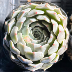 【SALE】マリーベル　大株　韓国苗　多肉植物