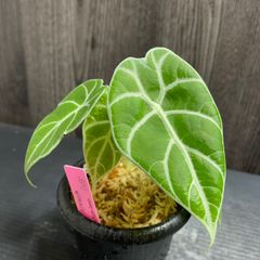 112101 Alocasia Watsoniana Doff アロカシア ワトソニアーナ ドフ