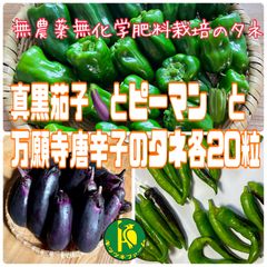 真黒茄子（ナス）とピーマンと万願寺唐辛子のタネ　各20粒　固定種・無農薬無化学肥料栽培のナス科種子　3点セット