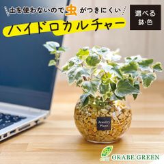観葉植物 ハイドロカルチャー アイビー ヘデラ ベージュゼオライト 土を使わない ミニ 観葉 母の日 初心者 小さい おしゃれ 開店祝 風水 卓上 玄関 インテリア リビング 送料無料