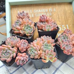 ☆ピンクアレックス☆多肉植物