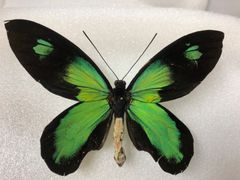 蝶の標本★難あり‼︎ラノンガ島産ビクトリアトリバネアゲハ♂