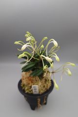 富貴蘭　佐須丸(さすまる)