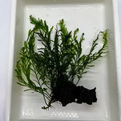 ボルビティス　ギニア　水草　流木付き