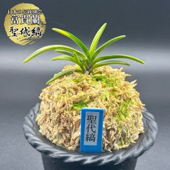 富貴蘭【鋸山縞】 希少 - メルカリ