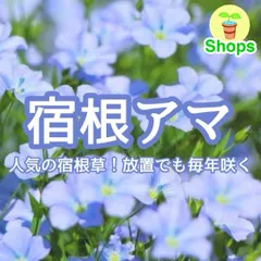 【お花の種】宿根アマ☆フラックス ハーブの種子 約50粒！グランドカバーのサムネイル