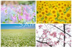 ポストカード 北海道 風景 お花　4枚セット 桜 ヒマワリ カタクリ 蕎麦の花