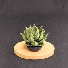 アガベ模型 5cm チタノタ オテロイ 本家 メントリザムライ