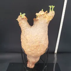 超特大 現地球 発根済み キフォステンマ マクロプス 山中勇人 y鉢付き 2025年最新】キフォステンマ マクロプスの人気アイテム - メルカリ