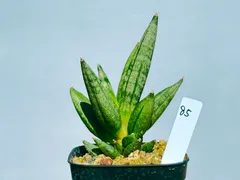 ☆S-38 希少 サンスベリア ヘッジホッグ 鉢ごとメルカリ発送 Amazon｜サンセベリア：ヘッジホッグ 3号[稀少なサンスベリア