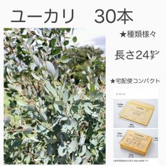 ユーカリ　生花　フレッシュ　★30本プラスおまけで箱いっぱい！　★ドライフラワー　★スワッグ　★リース