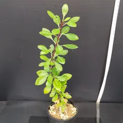 2025年最新】フォークイエリア ファシクラータの人気アイテム