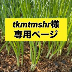 tkmtmshr様専用ページ‼️玉ねぎ苗‼️