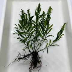 ボルビティス　ギニア　水草