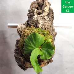 ビカクシダ　コロナリウム〔Tonkla Thin〕 コルク付け4 特大サイズ ビカクシダ コロナリウム〔Tonkla Thin〕 コルク付け3 特大