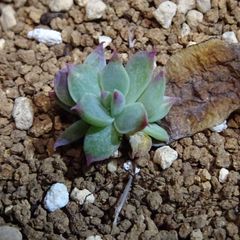 韓国苗　チワワエンシス錦　小苗　エケベリア 2