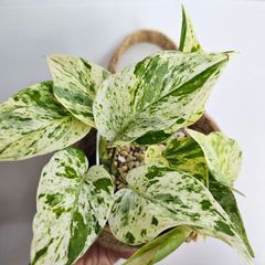 ②《ポトスマーブルクィーン》Pothos Mable Queen 観葉植物 ポトス 斑入り ポット発送