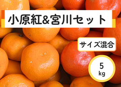 紅白みかん！？　サイズ混合　5キロ