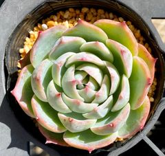スカイワールド　エケベリア　韓国苗　多肉植物