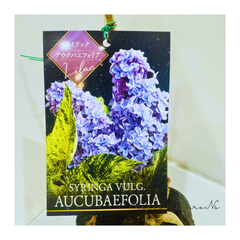 ライラック：斑入り『アウクバエフォリア』（4.5号）ライラック 斑入り　リラ　希少　植栽　苗木