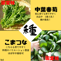 №6【野菜の種】まきどきが長い！　中葉春菊/こまつな　固定種　種子セット