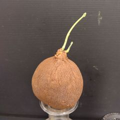 K307【最新到着】Stephania エレクタ（抜き苗）【塊根植物】ステファニア　エレクタ