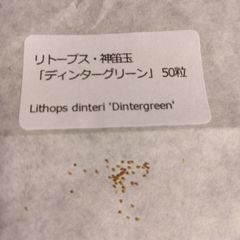【種子50粒】リトープス・神笛玉「ディンターグリーン」
