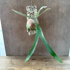 P.ellisii @bikamori.com エリシー ビカクシダ｜花、園芸
