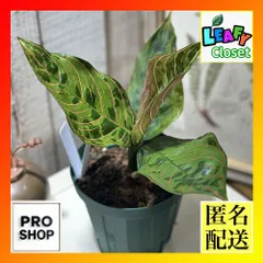 ハイブリッド 超絶美株 アグラオネマ ロタンダム×タイ赤系　鉢ごとメルカリ便② ハイブリッド 超絶美株 アグラオネマ ロタンダム×タイ赤系 鉢