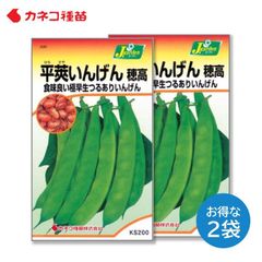 いんげん 種 ２袋セット スジなしで甘味が強い 寒さに強い 家庭菜園 畑 平莢インゲン 穂高 野菜の種 カネコ種苗