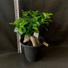 ガジュマル　小　観葉植物　植木　インテリア