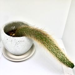 《発根済み》 ヒルデウィンテラ 抜き苗