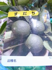 実付き　柑橘　スダチ（酢橘）★さまざまな形で料理を引き立てる名脇役★接木