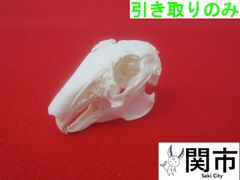 ニホンノウサギ 野うさぎ 兎 頭骨 頭蓋骨 骨格標本 - メルカリ