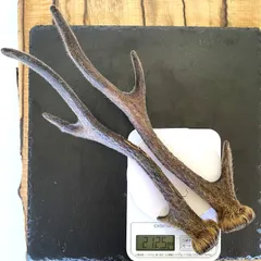 2026年最新】鹿茸 袋角の人気アイテム - メルカリ