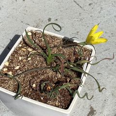 種子15粒　ゲイソリザ・　コルガータ