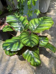 特価　カラテア・ファシアータ　5号　観葉植物　稀少　耐陰性　インテリア　グリーン　屋内　ショップ　リビング　エキゾチック