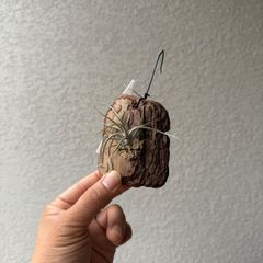 ティランジア・アメージンググレイス（Tillandsia 'Amazing Grace'）