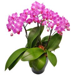 胡蝶蘭 原種 交配種 YANG Phal.schileriana - メルカリ