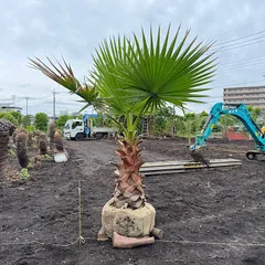 ワシントンヤシ　ゆうゆうメルカリ便発送可能最大サイズ ワシントンヤシゆうゆうメルカリ便発送