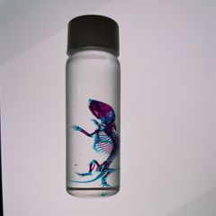 C品 透明骨格標本 マウス カエル セット - メルカリ