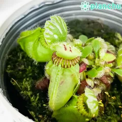 2025年最新】レア希少食虫植物の人気アイテム - メルカリ