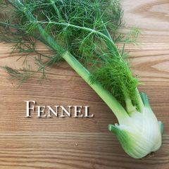 フェンネル フローレンス 約1kg フィノッキオ