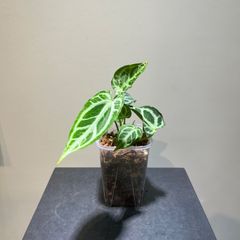 ビカクシダ ウィリンキー バリ ワイルド株 Platycerium Willinckii